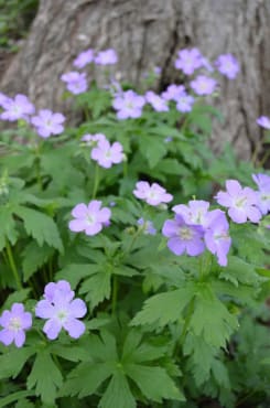 Spotted Cranesbill