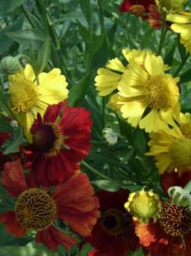 Red & Gold Sneezeweed Mix