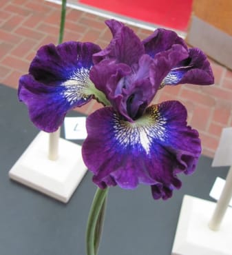 Crimson Fireworks Siberian Iris