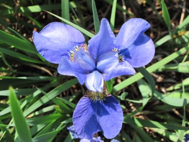 Navy Brass Siberian Iris