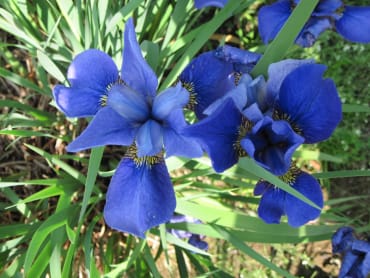 Navy Brass Siberian Iris