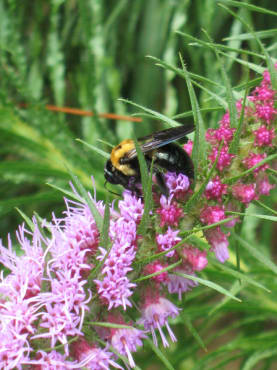 Prairie Blazing Star