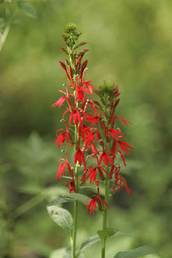 Cardinal Flower