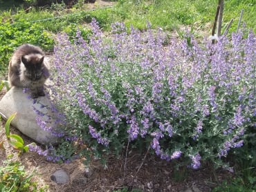 Walker’s Low Catmint