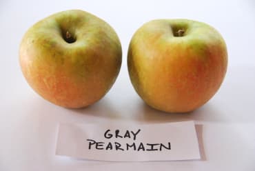 Gray Pearmain