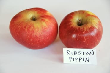 Ribston Pippin