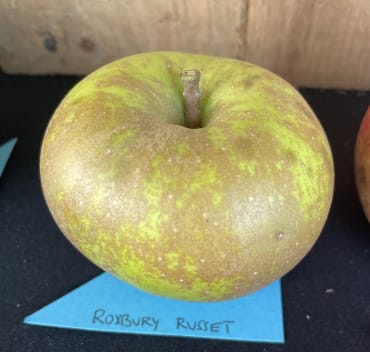 Roxbury Russet