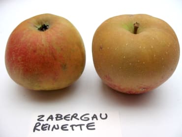 Zabergau Reinette