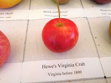 Hewe’s Virginia Crab