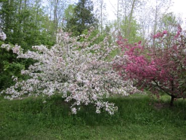 Mary Potter Crabapple