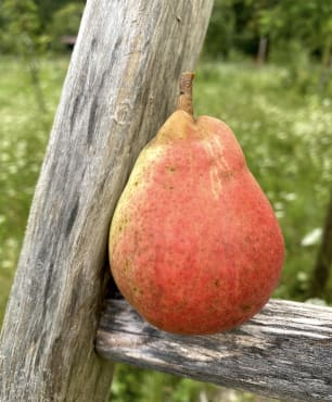 Early Pear