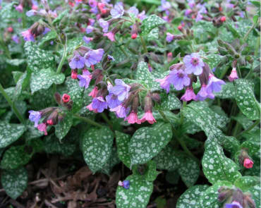 Mrs. Moon Lungwort