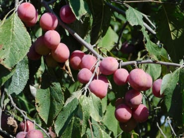 American Plum Seedling