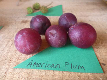 American Plum Seedling