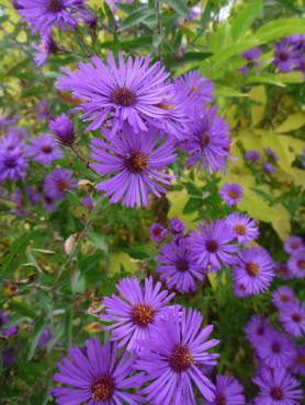 New England Aster