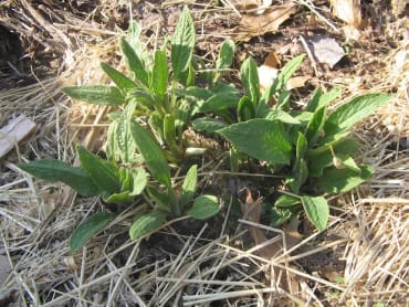 Bocking 14 Russian Comfrey