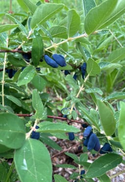 Honeyberry Seedlings