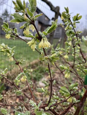 Honeyberry Seedlings