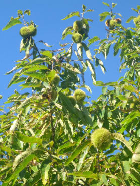 American Chestnut