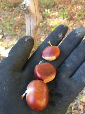 Hybrid Chestnut Seedling