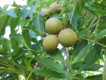 Black Walnut