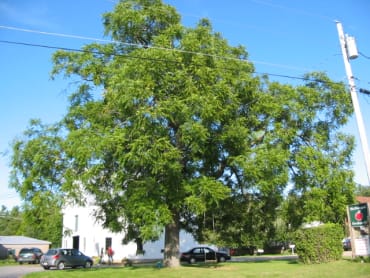 Black Walnut