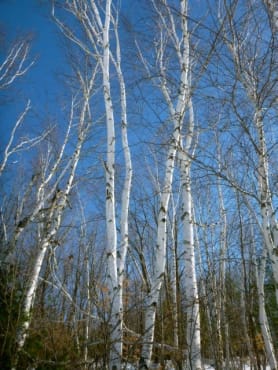 Paper Birch