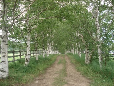 Paper Birch