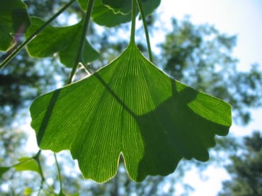 Ginkgo