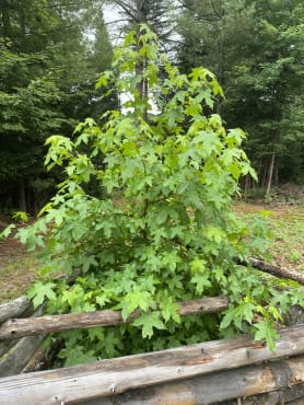 Sweetgum