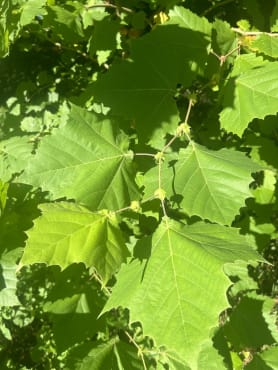 American Sycamore