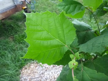 American Sycamore