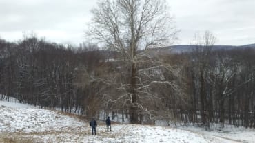 American Sycamore