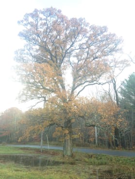 Swamp White Oak