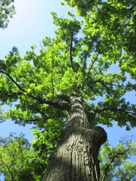 Bur Oak