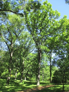 Bur Oak