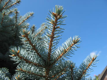 Colorado Blue Spruce