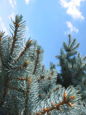 Colorado Blue Spruce