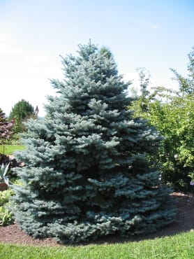 Colorado Blue Spruce