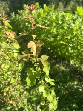 Washington Hawthorn