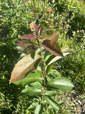 American Persimmon Seedling