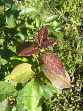 American Persimmon Seedling