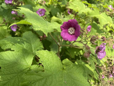 Flowering Raspberry