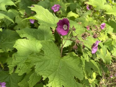 Flowering Raspberry