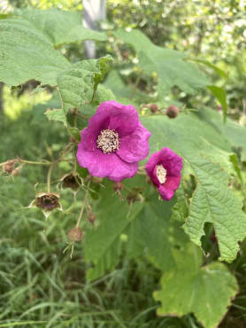 Flowering Raspberry