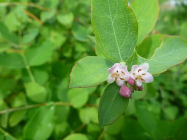 White Snowberry