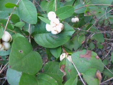 White Snowberry