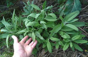 Garden Sage