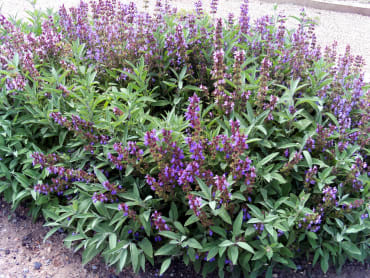 Garden Sage