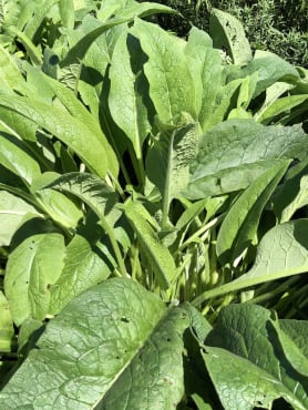 Comfrey